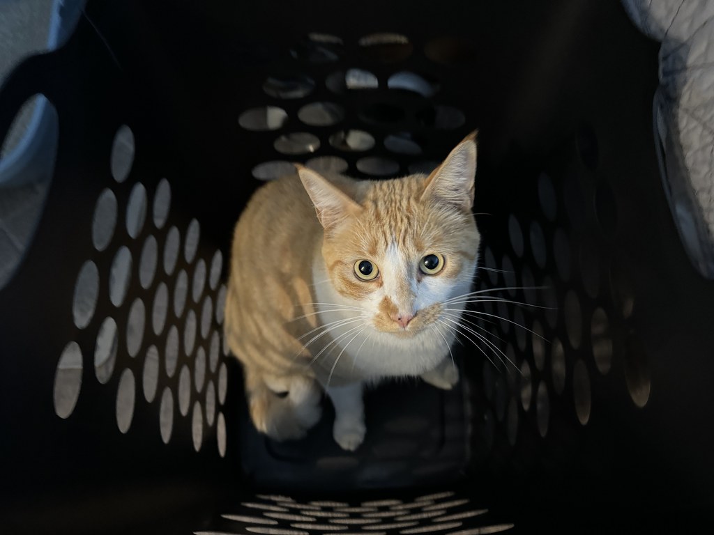 About Midnight Zoomies Logistics